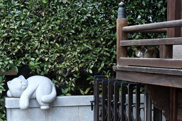 猫と猫。白くてデカくて固い猫とハチワレのキジトラが右隅におります（2017年3月 富士フイルム X-T2）