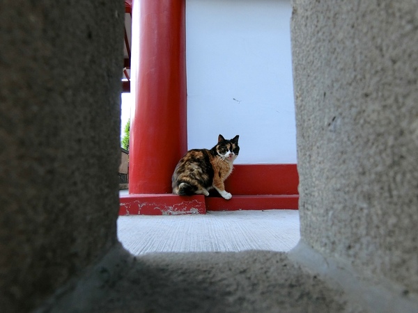 舌だし猫さんを、とあるお寺で発見。この距離なら望遠にすればアップで撮れるんだけど、広角にするとコンクリートの手すりも一緒に写るので覗いてる感が出るのだ（2017年4月 カシオ EX-ZR4000）