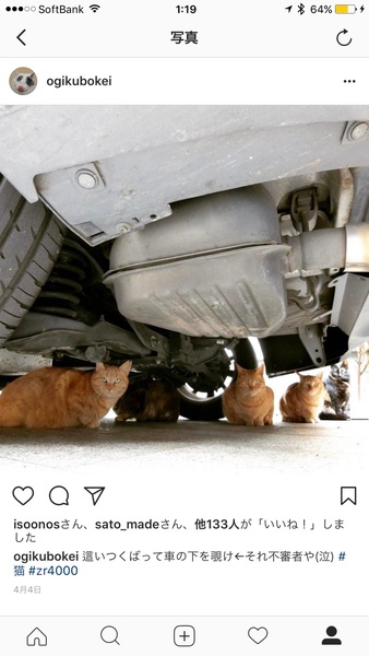 今回使った車の下の猫一家。面白かったのでその場でinstagramしたのでした