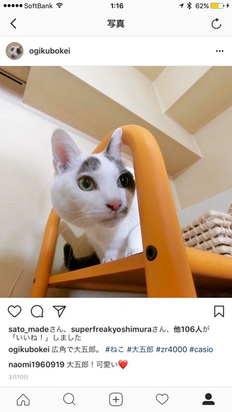 こちらはinstagramに上げたうちの猫