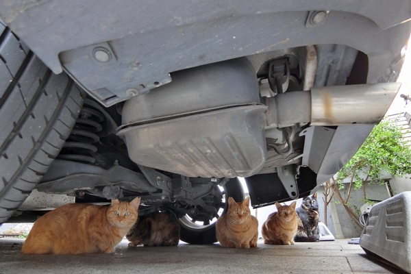 車の下にはなんと猫が5匹。なぜここに固まってたのかわからないけど、チャトラが3匹、サビネコが2匹おりました。これを撮ってる私の姿はめちゃ不審だったろうな（2017年4月 カシオ EX-ZR4000）