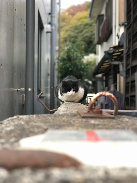 ポートレートモードにして猫をど真ん中において撮影。塀の上にいるっぽい感じで（2016年11月 アップル iPhone 7 Plus）