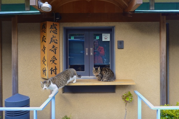 3年前に偶然撮ってた感応寺の受付猫。たまたま自転車で走っててお寺を見つけて、どんなお寺だろうと（神社仏閣好きなので）覗いて見たら猫がいたのである（2015年3月 パナソニック DMC-CM1）