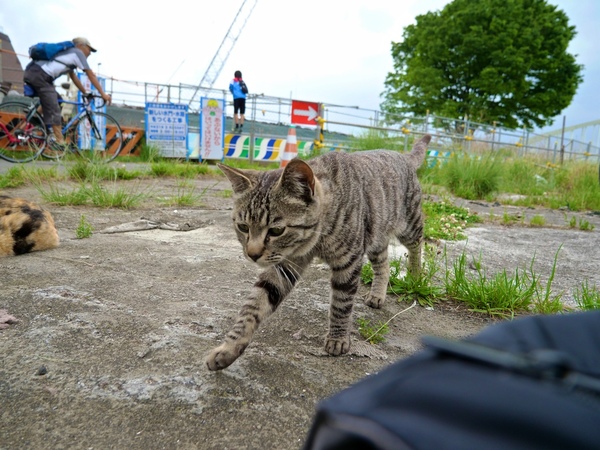 カメラバッグを置いてカメラのセッティングをあれこれチェックしてたらこちらへ歩いてくる猫を発見（2017年5月 パナソニック LUMIX DC-GH5）