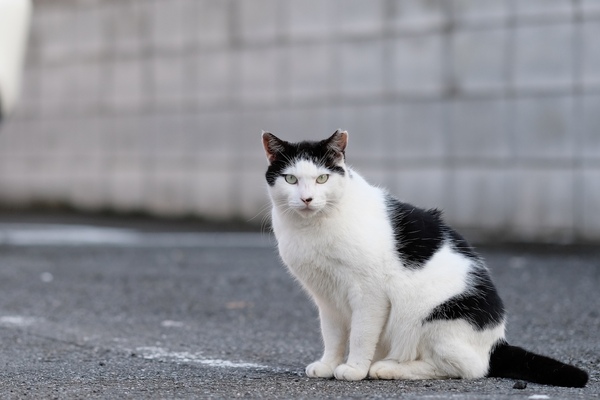 Ascii Jp 日本で2番目に多いけど奥が深い ハチワレ 柄の猫を撮る 1 2