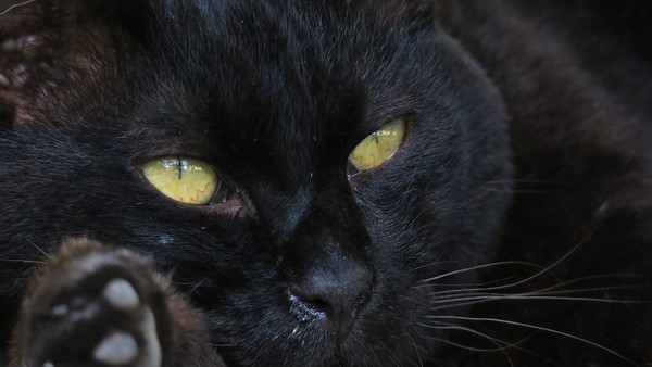 黒猫のドアップ。黒が黒く撮れるようにマイナスの補正をかけ、黄色い目がより際立つようにしてみた。鼻水が写ってるけどそこは気づかないでやってください（2015年8月 キヤノン Powershot G3 X）