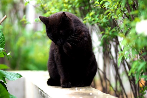 毛繕いしてる黒猫……といわれないと何してるかわからない真っ黒な写真。黒猫だから黒いのだ（2017年5月 オリンパス OM-D E-M1 MarkII）