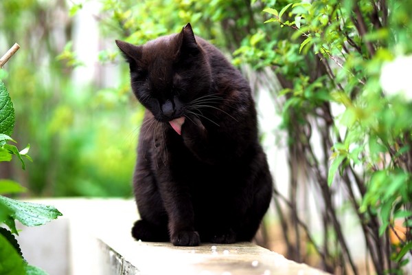 がんばって舌が出てる瞬間を捉えてみた。黒猫にはピンクの舌が似合う（2017年5月 オリンパス OM-D E-M1 MarkII）