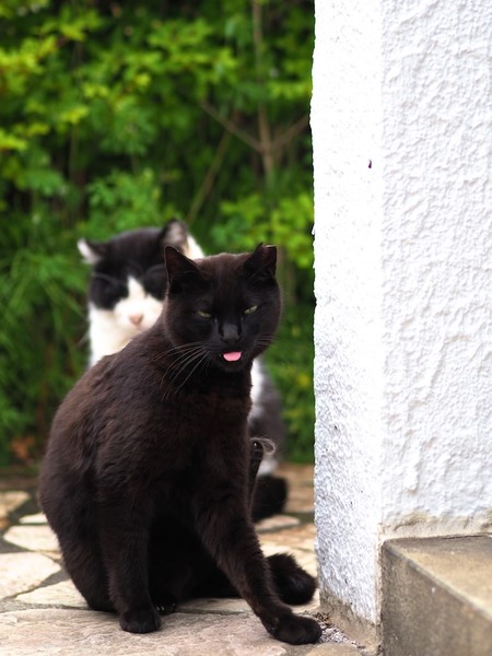 ハチワレを守る黒猫。ちょろっと出たピンクの舌がいい。もうちょっと目を開いてほしかったがしょうがあるまい（2017年5月 オリンパス OM-D E-M1 MarkII）