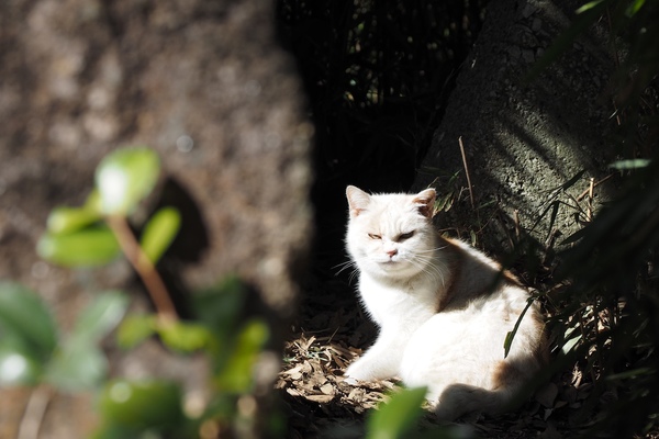 日陰で暗い背景の前に日差しを浴びた白い猫。まぶしい（2017年2月 オリンパス OM-D E-M1）