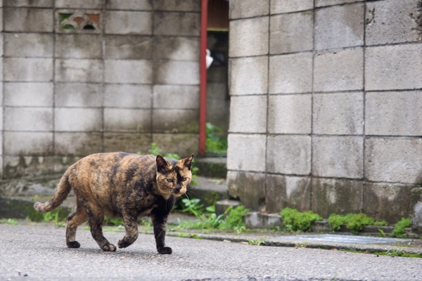 てくてくと歩いてきたコワモテのサビネコ。一番コワモテな猫はどれコンテストしたらサビネコが優勝するんじゃないかと思う（2014年8月 オリンパス OM-D E-M1）