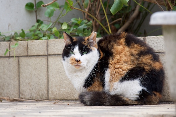 Ascii Jp 日本猫を代表する柄 三毛猫をきれいに撮るコツ 2 2