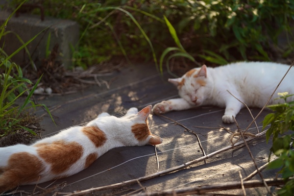 若いキジトラは遊んでくれたけど、他の猫たちはこんな風に夏バテ状態なのでした。バテ猫は夏の風物詩ですな（2017年7月 ソニー α9）