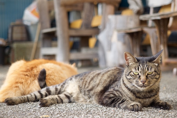 Ascii Jp 猫写真で見る キジトラ と キジシロ の違い 1 2