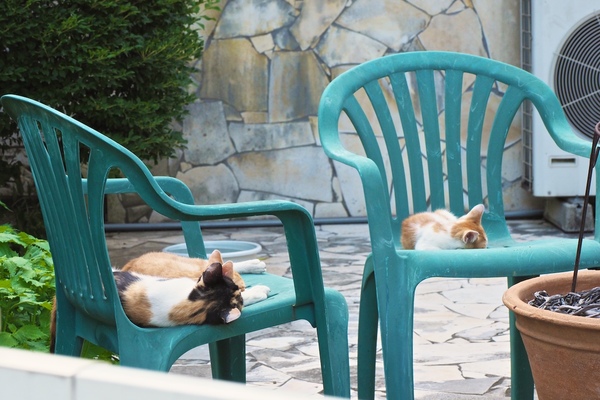 3匹揃って気持ちよくお昼寝。子猫は奥の椅子に、大人猫は手前の椅子に並んでお昼寝（2017年7月 オリンパス OM-D E-M1 MarkII）