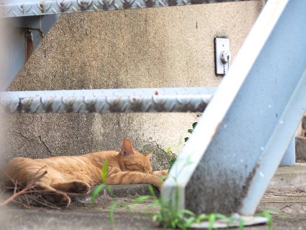 階段の下なら気づかれないと思ったのかも。へちゃーっとつぶれてる。これぞ夏の猫って感じの寝かただ（2017年8月 オリンパス OM-D E-M1 MarkII）