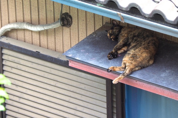 ちょっとした庇も猫には最適な昼寝場所。狭い場所にいる方がくつろいでるってのがよくわかるのであった（2017年8月 オリンパス E-M1 MarkII）