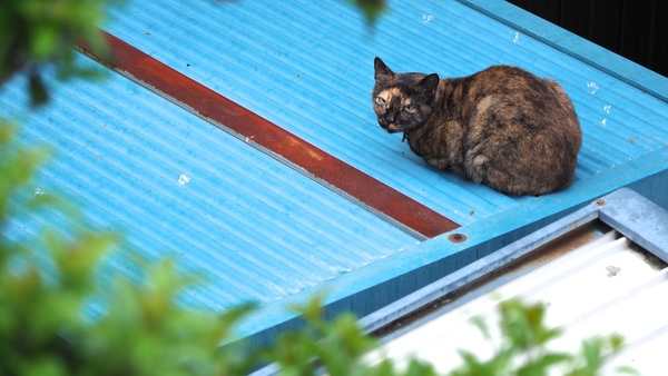 青い屋根の物置の上にサビネコがいた。遠くからそっと覗いただけなのに思いきりニラまれてしまったのは人徳不足か。でも屋根の上の猫を見下ろすってちょっと楽しい（2017年8月 オリンパス E-M1 MarkII）