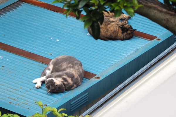 仲良く同じ屋根で昼寝をはじめた猫。昼寝もするでしょう（2017年8月 オリンパス OM-D E-M1 MarkII）