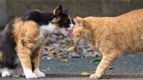 猫がうろうろしてるとあるお寺にて、2匹が出会ってごっつんこの瞬間。2匹同時に舌が出てるのがツボです（2017年8月 オリンパス OM-D E-M1 Mark II）