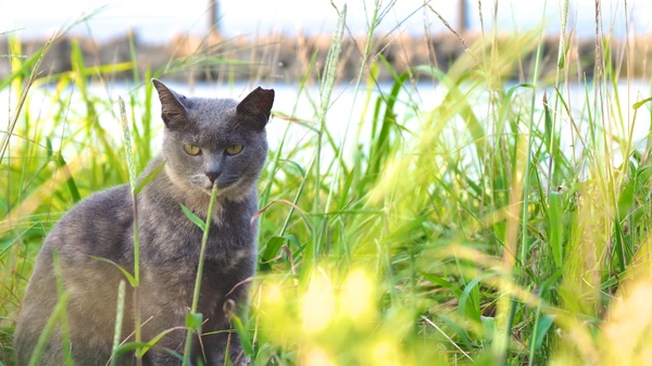 品が良さそうなグレーの地域猫を草むらで発見。首筋の白い毛がマフラーのようでいい感じ。後ろには日本海がうっすらと（2017年9月 オリンパス OM-D E-M1 MarkII）