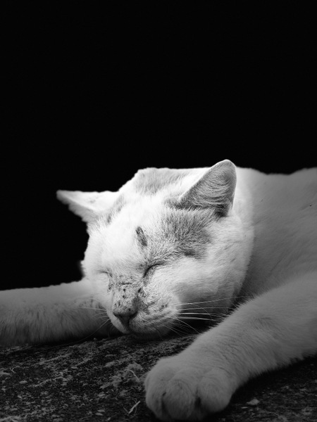 さすがにエッジ部分に不自然さはあるけど、スポットライトを浴びて寝てるネコをモノクロで撮った感が、なんか不思議な感じ（2017年9月 Apple iPhone 8 Plus）