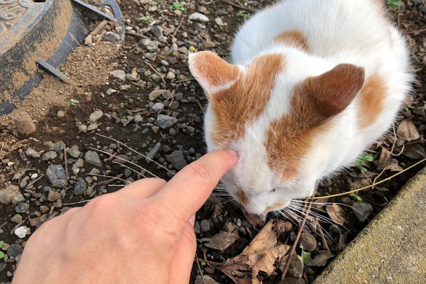 人差し指で頭をぼりぼり掻いたらおとなしくしてくれた。きれいなチャシロ猫であった（2017年10月 アップル iPhone 8 Plus）