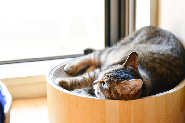 秋になると窓際が恋しくなるうちの「かふか」。新しく導入した、木製の頑丈な猫スリバチで（2017年9月 ニコン D850）