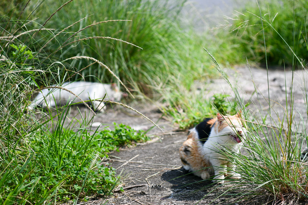 猫は草が好き。よく見てるとときどきこうして雑草を食べている姿に出くわす。で、長細い草をうまくくわえられなくて悪戦苦闘してる姿もまたよし（2017年9月 ニコン D850）