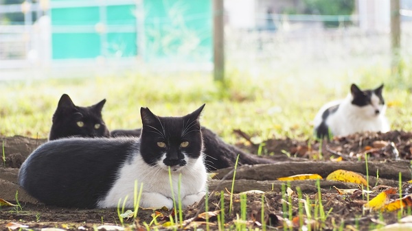 木の根元に落ち着いた3匹の白黒猫。ほぼ黒かったりハチワレだったり……手前の香箱座りしてる猫の柄は何と呼ぶのがいいだろう（2017年10月 オリンパス OM-D E-M1 Mark III） 