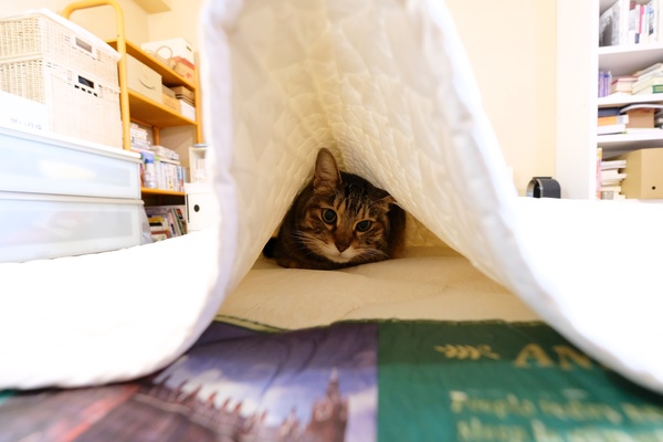 案の定、猫トンネルの奥に猫を発見。うまく入り込めはしたけど、入口がぽかっと開いているので落ち着かない様子（2017年10月 富士フイルム X-T2）