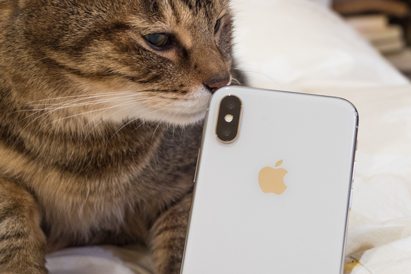 カメラが縦に2つ並んでいるのが印象的なiPhone X。うちの猫「かふか」と一緒に