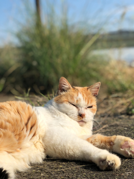 草むらで寝てたミケ系の猫だが、わざわざ日向に出てきてごろんところがってくれた。昼寝したいけど、エサをくれるのなら拒みはしないよ、的な微妙な感じなんだろう。そう思うと可愛い（2017年11月 アップル iPhone X）