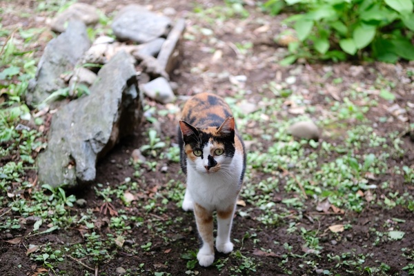 左奥に見える石の上でくつろいでたミケ系猫。カメラを噛めたらとことこと近づいてきたのでそのまま見つめ合い写真（2017年8月 富士フイルム X-T2）