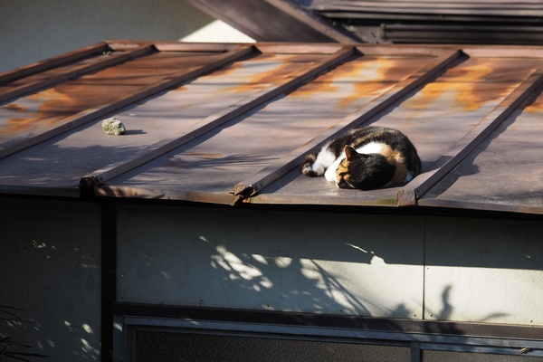 屋根の上でお昼寝。見るからに暖かそう。しかもミケの茶や黒と屋根の錆がうまくマッチしてる。一緒に昼寝したくなるわ（2016年1月 オリンパス OM-D E-M1）