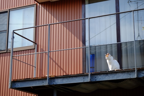 実はここ高台なので眺めもいいのだ。ベランダの上にお皿らしきものも見えるので、きっとこのうちの飼い猫なんだろう。まだくつろぎきれいない感じが微笑ましい（2015年9月 富士フィルム X-T10）