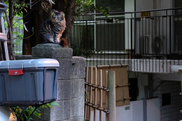 ふさふさの猫が古い民家のちょっと朽ちかけたブロック塀の上にちょこんと座ってたので、思わず撮影（2017年5月 富士フイルム X-T2）