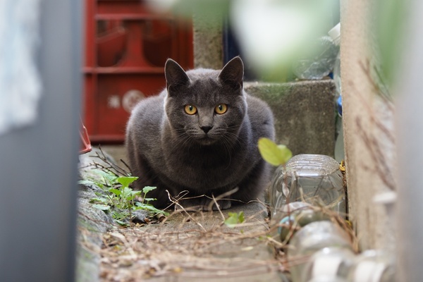 低い位置に猫を見通せる隙間があったのでしゃがんで1枚。すごくよい姿勢で目線をくれたのであった。チャコールグレーの美猫であった。首輪はしてないけど、耳の切り欠き（地域猫を去勢したという印）がないし、美猫なので飼われてるんじゃないかと思う（2017年11月 オリンパス OM-D E-M1 MarkII）