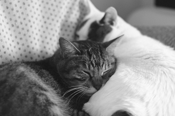 ソファーの上で2匹の猫が抱き合って眠るの図。暖かそうでなにより。冬にだけ見られる光景です（2017年12月 富士フイルム X-T2）