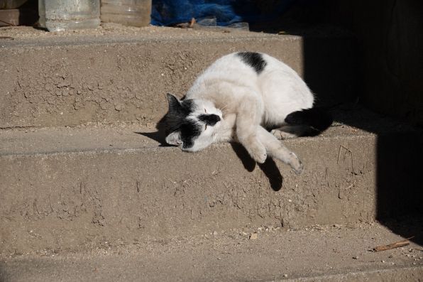 子供から逃れた猫は、日のあたる階段で気持ちよさそうにゴロゴロ転がっているのであった（2018年1月 ソニー Cyber-shot DSC-RX10M4）