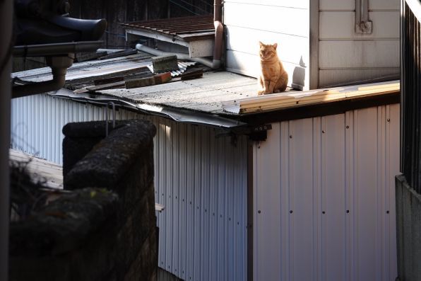 屋根の上に猫発見。高低差があるので屋根の上がこっちの目の高さなのだ。この家の下が狭い三叉路になってる（2018年1月 ソニー Cyber-shot DSC-RX10M4）