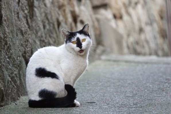 狭い路地で出会ったシロクロの猫。鼻筋の黒がチャームポイント。目が合ったらにゃあと鳴いたのでその瞬間を逃さず。でも望遠にしすぎると路地感がちょっと失われるのでほどほどに（2018年1月 ソニー Cyber-shot DSC-RX10M4）