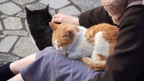 膝に猫を乗せながら右手で別の猫を撫でるという猫愛っぷり。猫のくつろぎっぷりもよくわかる（2018年1月 ソニー Cyber-shot DSC-RX10M4）