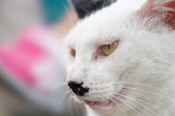 白い猫はより白く明るく。オートで撮ると暗めに撮れがちなので積極的に露出補正を。ピンクの下がちょろっと覗いてるのがポイント（2017年7月 ソニー α9）