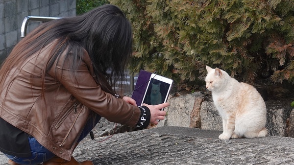 iPadを見つめる猫と猫を映してるiPadと今まさに撮らんとしてる人の三位一体（はおおげさか）。この猫、iPadのどこをガン見してるのかちょっと気になります（2018年1月 ソニー Cyber-shot DSC-RX10M4）