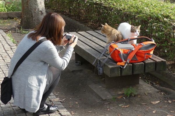 背中を丸めてミラーレス一眼でベンチの猫を撮ってる女子。ベントに転がってるリュックは私のです。リュックの臭いを嗅ぎにきたときの図（2015年10月 パナソニック DMC-FZ300）