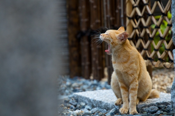 ちょっと遠くに猫がいたので、そっとしゃがんでレンズを向けたら、横向いてあくびをはじめたのでタイミングを見計らってぱしゃり（2014年7月 ニコン D600）