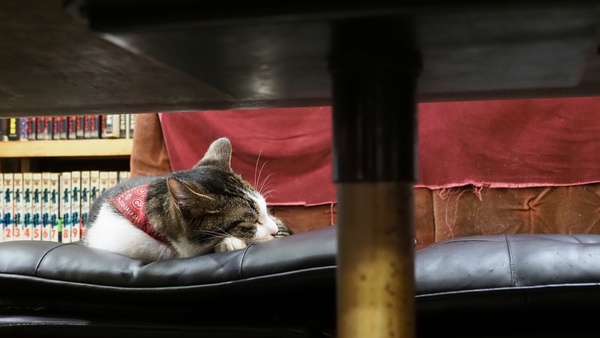 椅子の上に座って気持ちよく寝てる石松を机の下からこっそり盗撮してみた。こういう写真を撮る姿はあまりに怪しいのでお店の人にひとこと断ってから撮りましょう（2017年8月 オリンパス OM-D E-M1 Mark II）