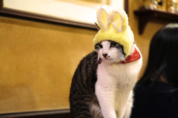 黄色いうさぎの帽子で出迎えてくれた石松。こういうの、いやがる猫もいるけど、石松的には問題ないらしい。そのまま元気に動き回っておりました（2018年2月 富士フイルム X-T2）