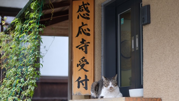 感応寺といえば受付猫。ちょこんときれいな香箱座りで出迎えてくれました（2018年3月 富士フイルム X-T2）